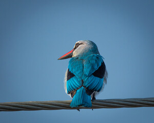 Striking woodland kingfisher with vivid blue wings and a bright red beak perched on a fence post...