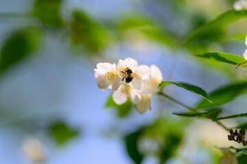 A Bee Busy Pollinating Beautiful White Flowers Flourishing in a Lush, Green Environment