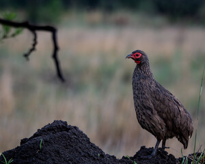 Obraz premium Red-billed Spurfowl perched on a termite mound at sunrise in a grassy savanna landscape. With its striking red facial markings and earthy plumage, this ground-dwelling bird is a familiar presence in