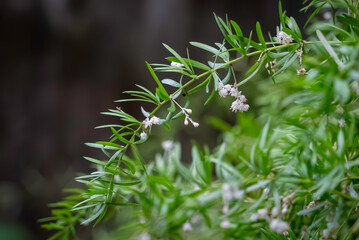 アスパラガスエチオピクスの花