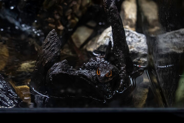 アカメカブトトカゲ