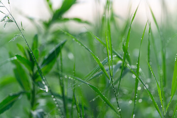 Obraz premium The Morning Dew gracefully rests upon the Lush Green Grass, showcasing natures beauty