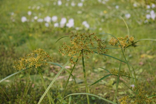 Wild Grass Plant with Star Shaped Flowers