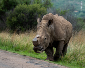 Obraz premium Detailed view of a white rhinoceros standing in tall grass with another rhino in the background. This powerful wildlife image captures the texture and presence of the endangered species in its native