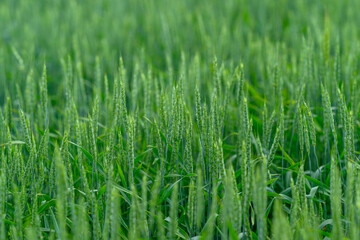 Fototapeta premium A Stunning Lush Green Wheat Field Spreads Wide Beneath a Bright and Radiant Sky Above Me