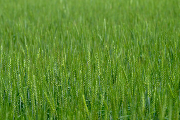 A Beautiful, Lush Green Wheat Field That Is Fully Prepared and Ready for Harvesting Very Soon
