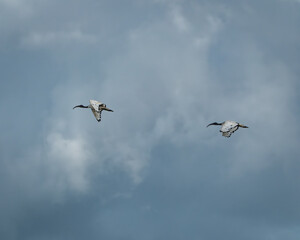 Fototapeta premium Pair of African sacred ibises soaring through a dramatic, cloud-filled sky with wings spread wide. The contrast between the birds' white feathers and the dark, moody background creates a striking