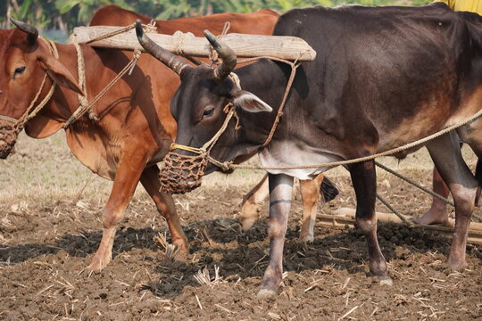 Oxen Yoked for Traditional Plowing