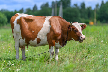 A beautiful brown and white cow is grazing peacefully in the lush, green field under the blue sky