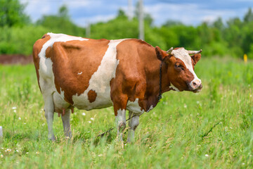 Obraz premium A Beautiful Brown and White Cow Grazing Calmly in a Lush and Vibrant Green Field
