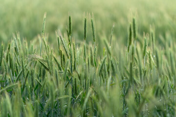 Fototapeta premium The Beautiful Lush Green Wheat Fields Are Bathed in Soft Morning Light, Creating a Serene Atmosphere