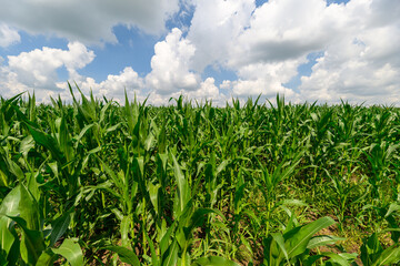 Obraz premium A Lush and Expansive Green Cornfield Spreading Vastly Beneath a Beautiful Cloudy Sky