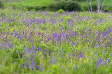 Obraz premium Vibrant clusters of Purple Wildflowers blooming beautifully in a sprawling lush Green Field