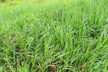 Fototapeta premium A Beautiful, Lush Green Grass Field Vibrantly Blooming With Colorful Flora And Foliage