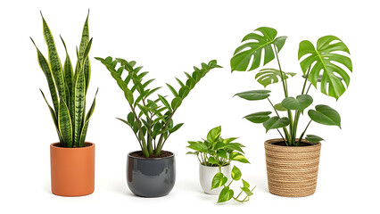 Obraz premium Collection of indoor houseplants in pots