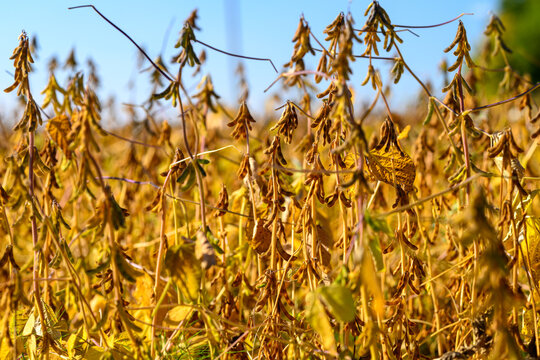 Resilient soybean fields reflect climate and harvest timing shifts, Autumn soybean growth demonstrates environmental resilience and aids agricultural seasonal planning