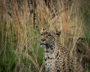 Naklejka premium Wild leopard sitting calmly among tall dry grasses in its natural habitat. This powerful predator is partially concealed by vegetation, highlighting its camouflage and alert presence. Perfect for