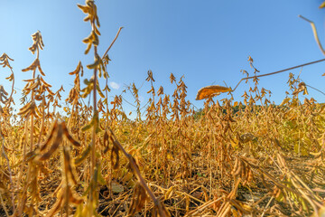 Soybean harvest visuals, Lateseason soybean crop showing golden pods and dried leaves, Agronomistfriendly view of mature soybean plants with golden pods under blue sky © beholdereye
