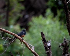 Swallow with dark plumage and rufous belly sitting on a bare tree branch in a green woodland...
