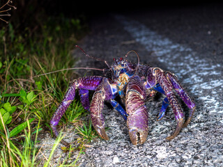 竹富島のヤシガニ（沖縄県竹富町）