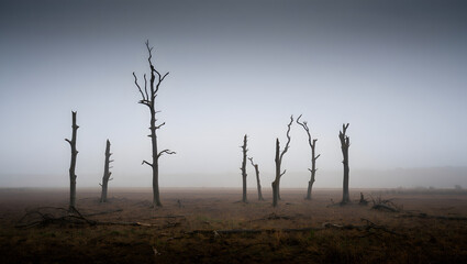 Barren landscape with dead trees shrouded in thick fog