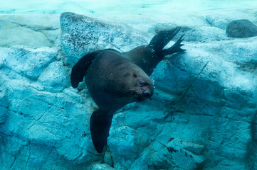 Cape fur seal swimming in the aquarium.