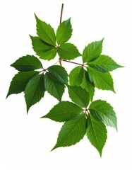 Virginia Creeper Leaves - A Vibrant Display of Autumn Color.