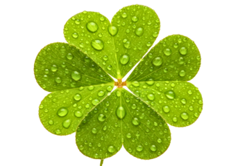 Four leaf clover with water droplets isolated on transparent background