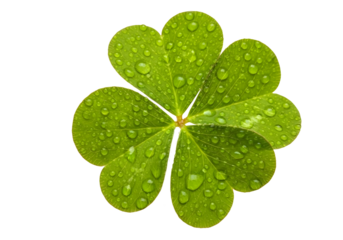 Four leaf clover with water droplets isolated on transparent background