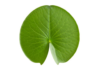 Fototapeta premium Vibrant green water lily pad isolated on transparent background