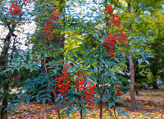 京都御苑、閑院宮亭跡の南天