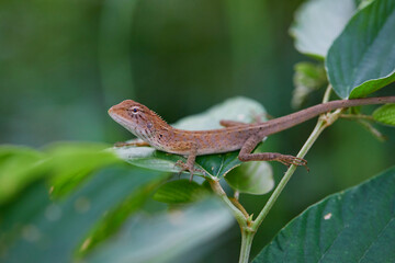 Lizard on a leaf