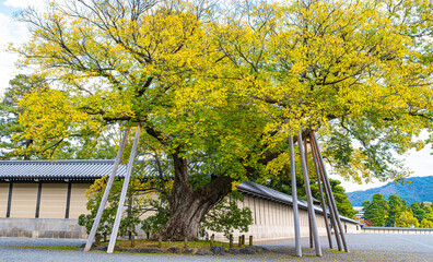 京都御苑、清水谷家の椋