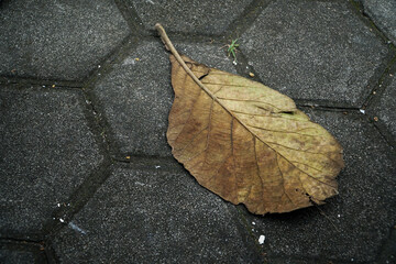 top view of dry leaves