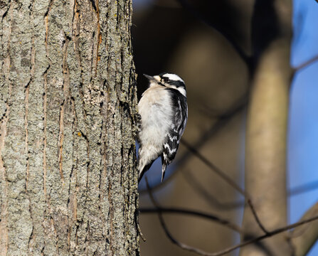 Detailed Close Up Of Downy Woodpecker Scaling Tree