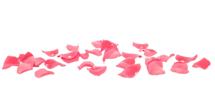 pink rose petals on transparent floor