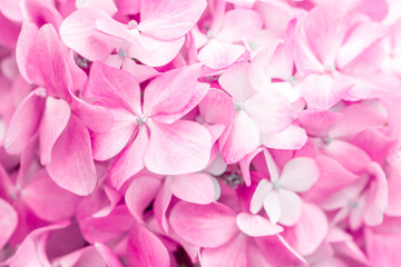 Fototapeta premium Pink flowers close up. Bouquet of purple flowers. City flower beds, a beautiful and well-groomed garden with flowering bushes.