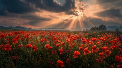 Sun rays break through clouds above a vast field filled with red poppy flowers. The landscape features rolling hills under a dramatic sky at sunset.