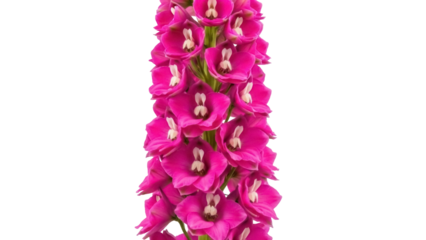 Bright pink delphinium flowers isolated PNG, vibrant floral element on transparent background for spring designs and botanical projects