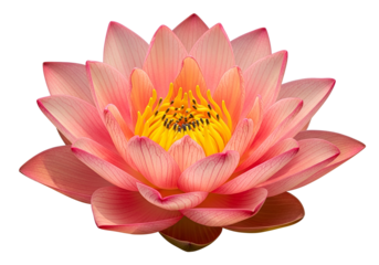 A vibrant, peachy-pink lotus flower displays delicate petals and a radiant yellow center against a stark black background.