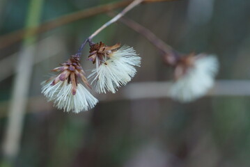 コウヤボウキの綿毛 (種子)