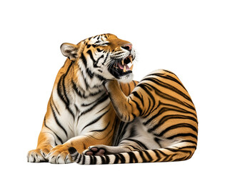 Obraz premium A tiger, with its mouth open, attentively scratches its flank against a black backdrop.
