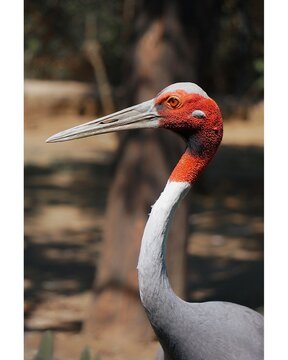Sarus Crane ( Antigone antigone )
