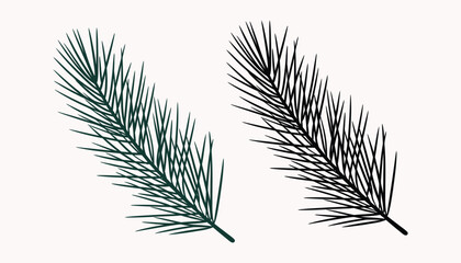 Two Pine Tree Branches Isolated on White Background