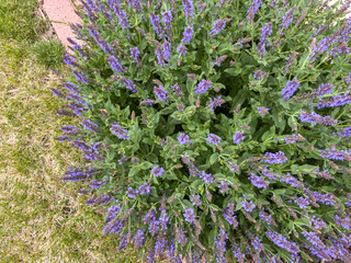 Obraz premium Top view of blooming lavender plant