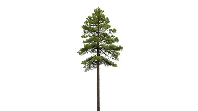 A single green pine tree with lush foliage and branches is isolated on a white background to represent nature, gardening, and a growing forest environment during the spring and summer seasons