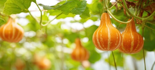The Gourds Hanging on Vines in a Sunlit Autumn Garden with Striped Fruit