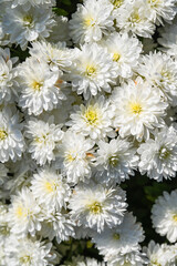 Obraz premium White Chrysanthemum Ice Land flowers photographed very close filling the frame, clean floral background ideal for postcards greeting cards and minimal design