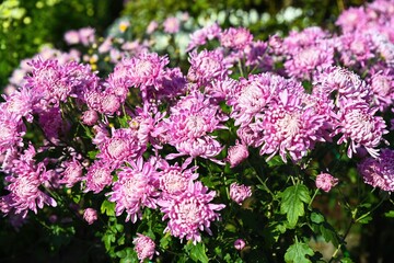 Fototapeta premium Chrysanthemum Typhoon with full, vibrant purple and white blooms set against rich green leafy background captures summer brightness and garden beauty.