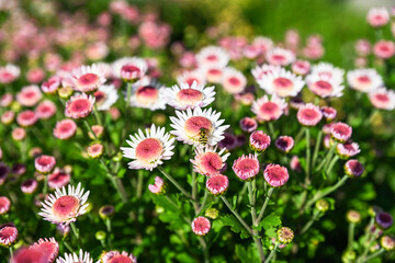 Fototapeta premium Chrysanthemum Medea flowers blooming in garden with pink centers white petals and a hoverfly on blossom natural floral background